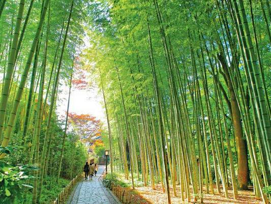Chikurin Bamboo Forest: How to Get There and What to See (Simple Directions and Highlights)