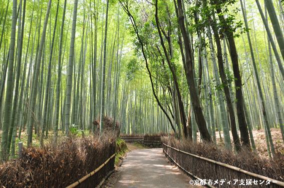 Chikurin Bamboo Forest: How to Get There and What to See (Simple Directions and Highlights)
